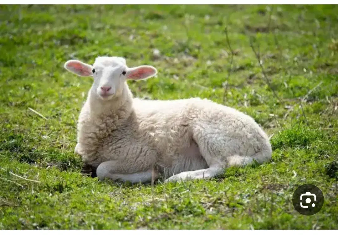 میش|حیوانات مزرعه|دهدشت, |دیوار