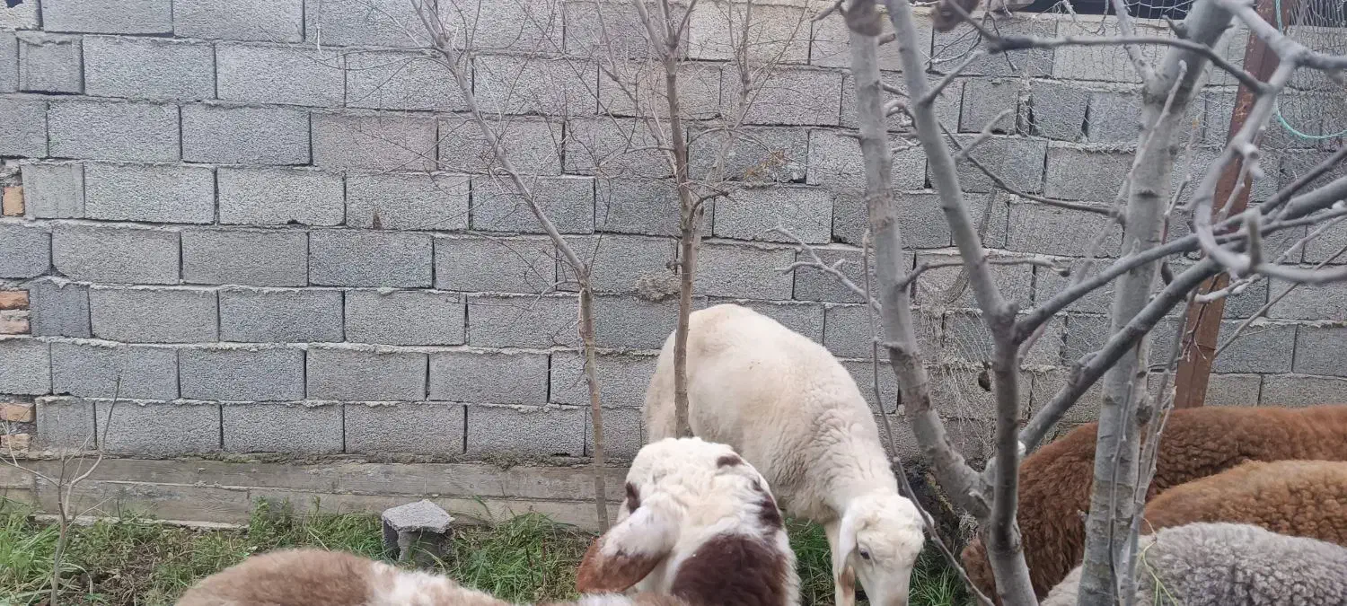 قوچ بره بروجردی|حیوانات مزرعه|گمیشان, |دیوار