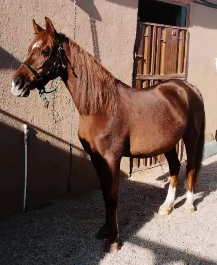 اسب|اسب و تجهیزات اسب‌سواری|زرند, |دیوار