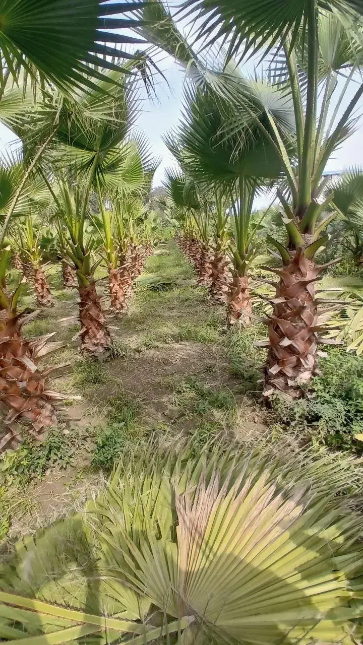 یاس گلدانی و پالم|خدمات باغبانی و درختکاری|رودسر, |دیوار