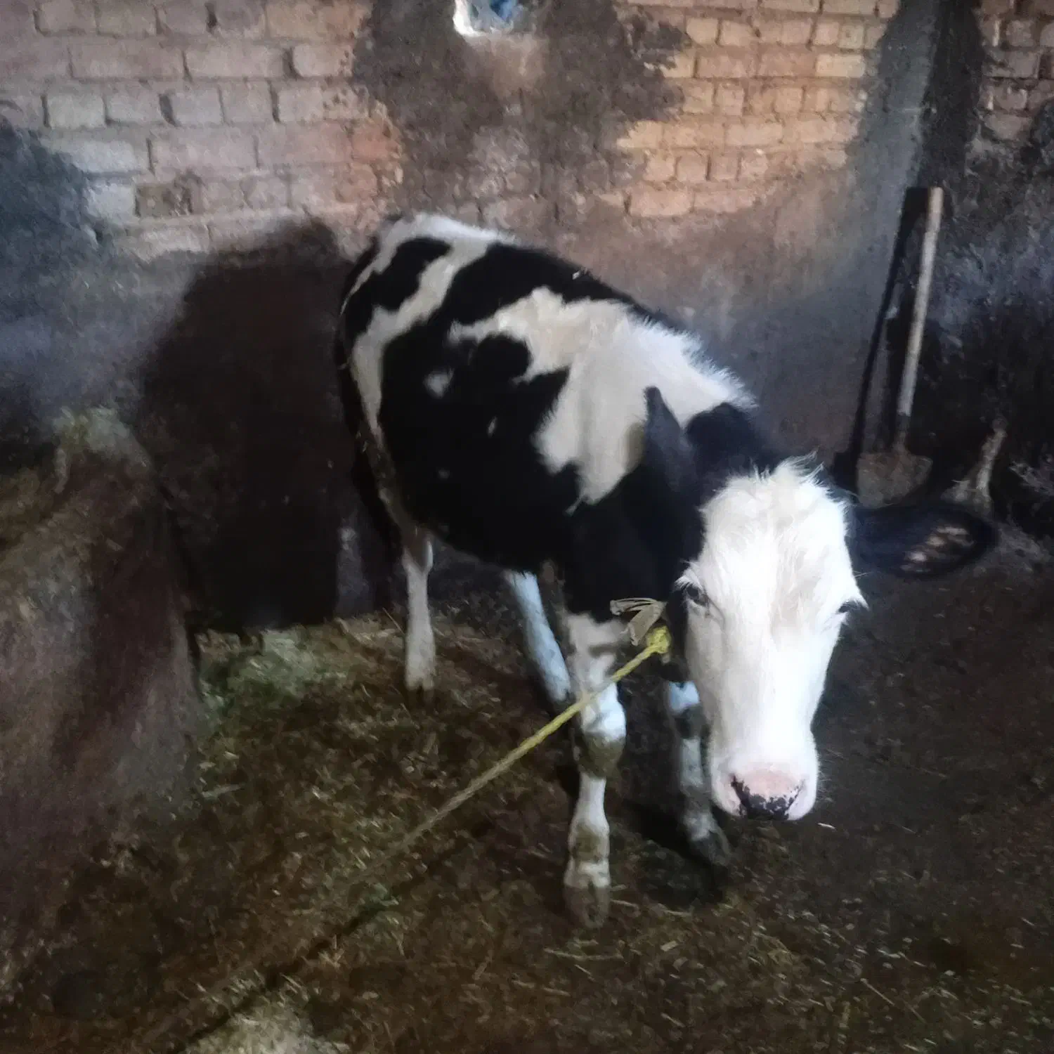 ۲گوساله خوش رخ|حیوانات مزرعه|دهگلان, |دیوار