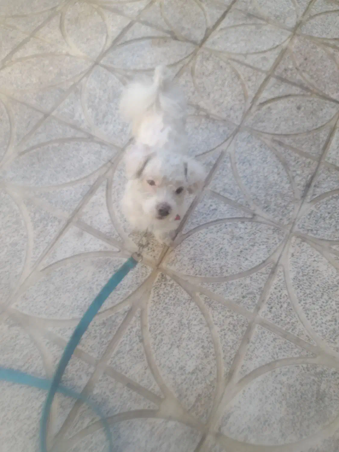 واگذاری سگ سالم وسرحال|سگ|دورود, |دیوار