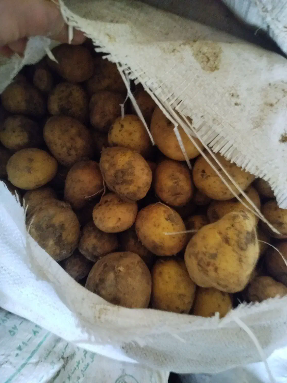 سیب زمینی|خوردنی و آشامیدنی|دهگلان, |دیوار