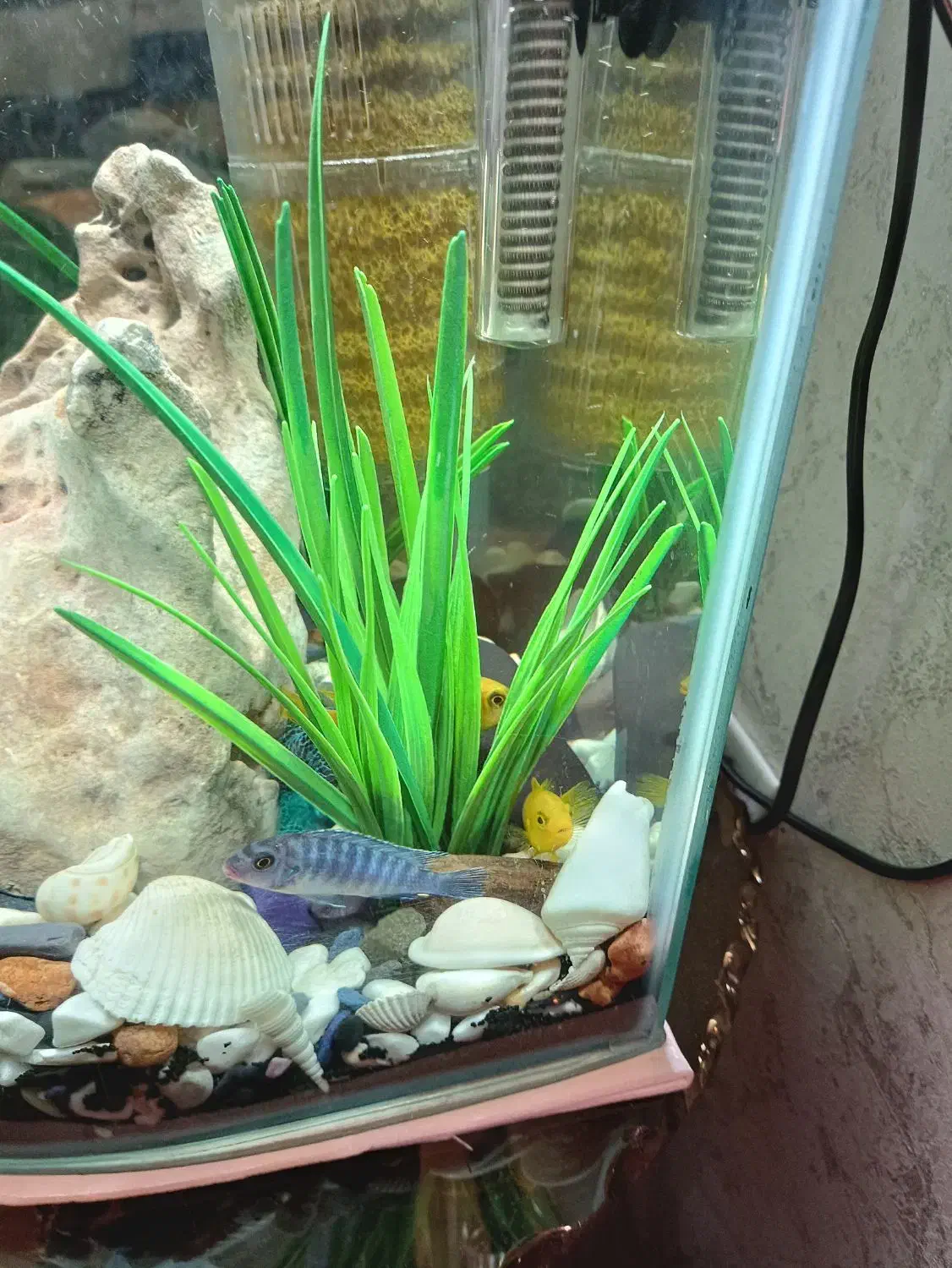 ماهی گوشت خار معاوزه با گیاه خار|ماهی|تهران, هفده شهریور|دیوار