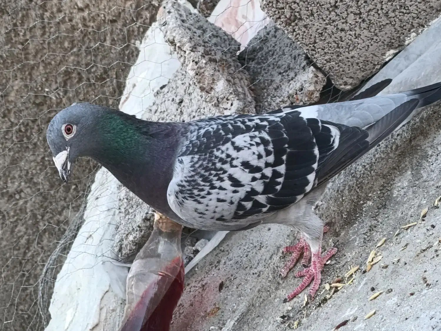 کفتر|پرنده|مشگین شهر, |دیوار