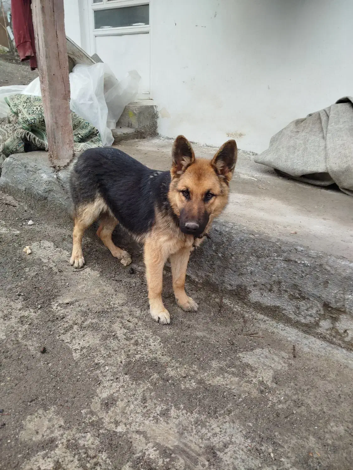 سگ ژرمن ماده اصل وارداتی|سگ|آستارا, |دیوار