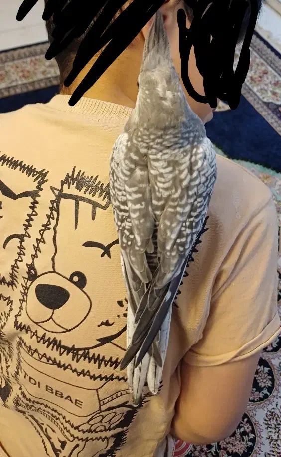 عروس هلندی جوجه|پرنده|ماهدشت, |دیوار