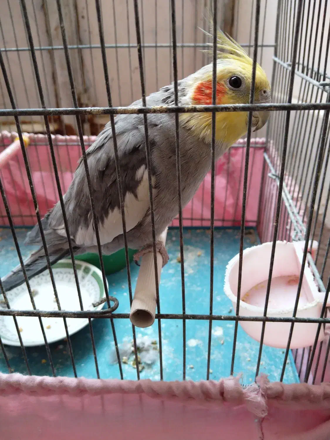 طوطی عروس|پرنده|قم, چهار مردان|دیوار