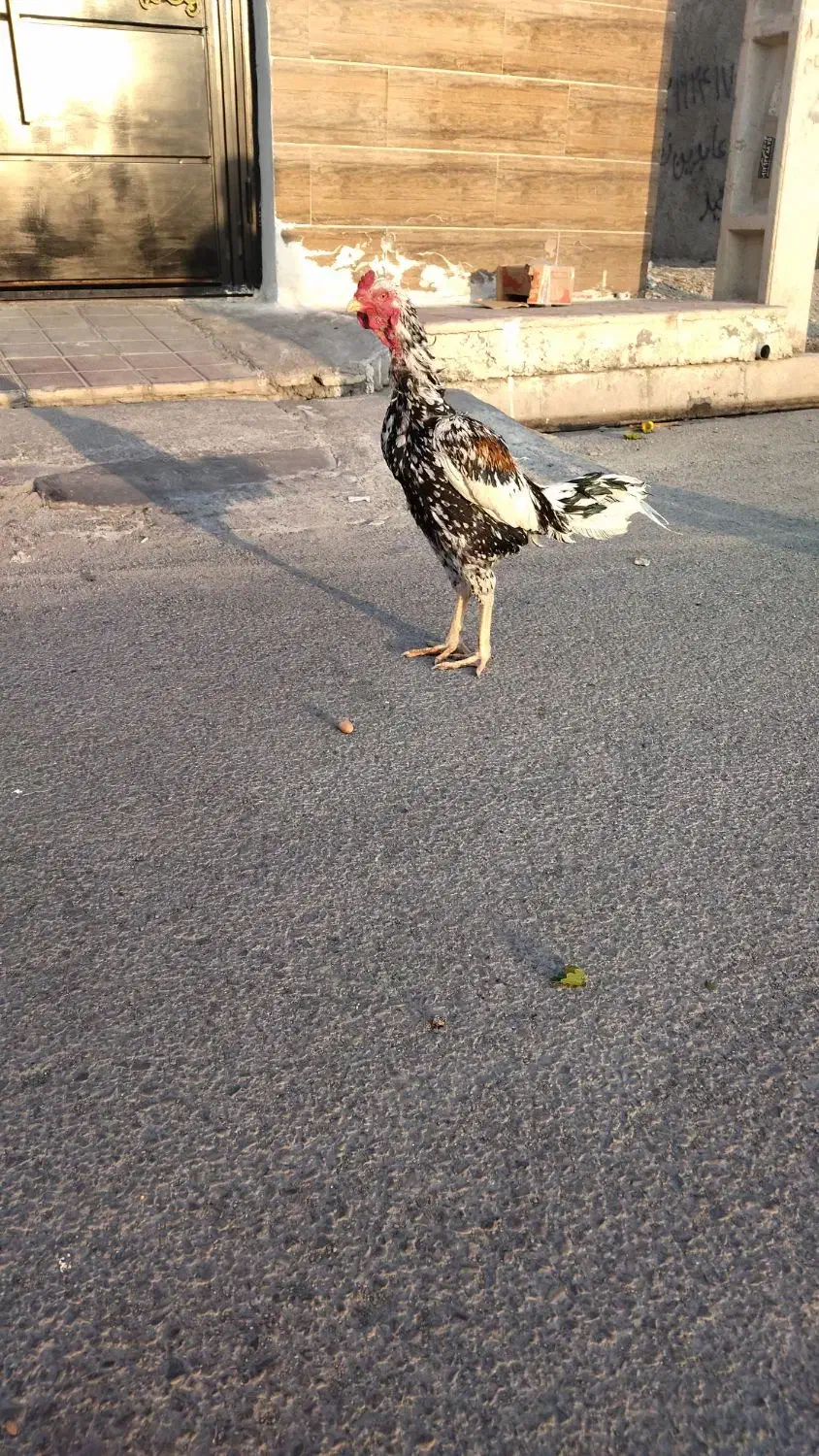 لاری اوشامو|حیوانات مزرعه|قدس, شهر‌قدس|دیوار