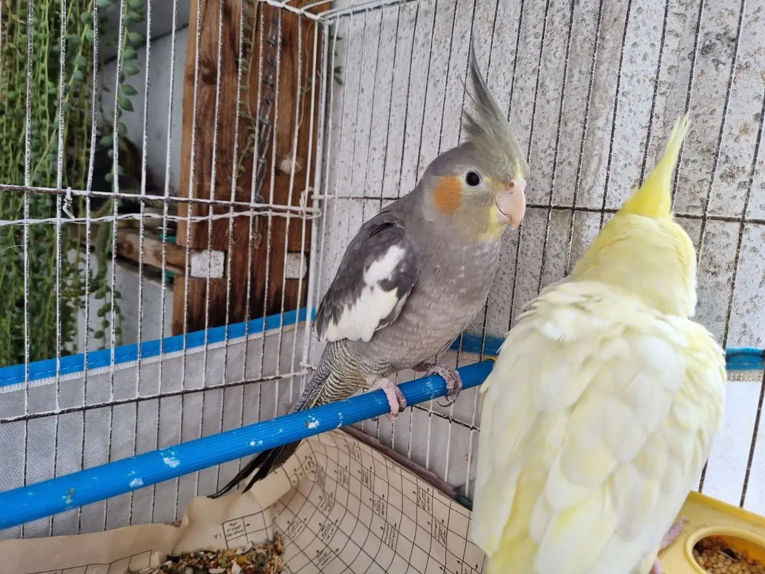 عروس هلندی|پرنده|بندر انزلی, کوی واحدی|دیوار