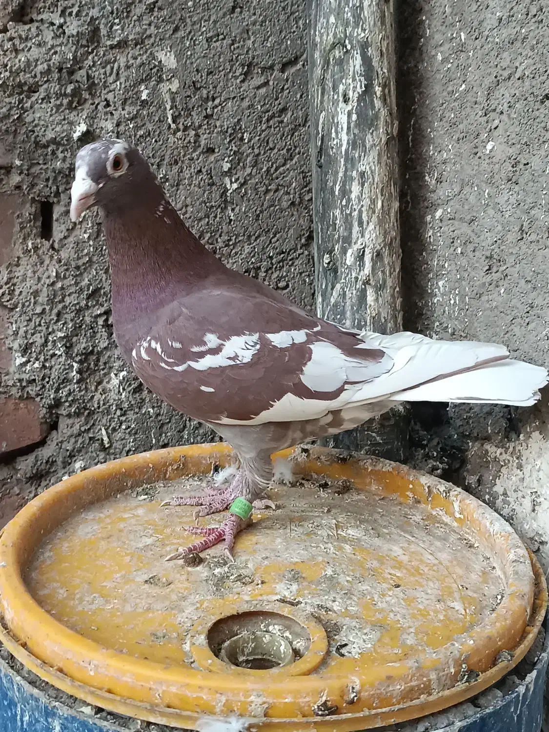 چند جفت پلاکی|حیوانات|زاهدان, |دیوار