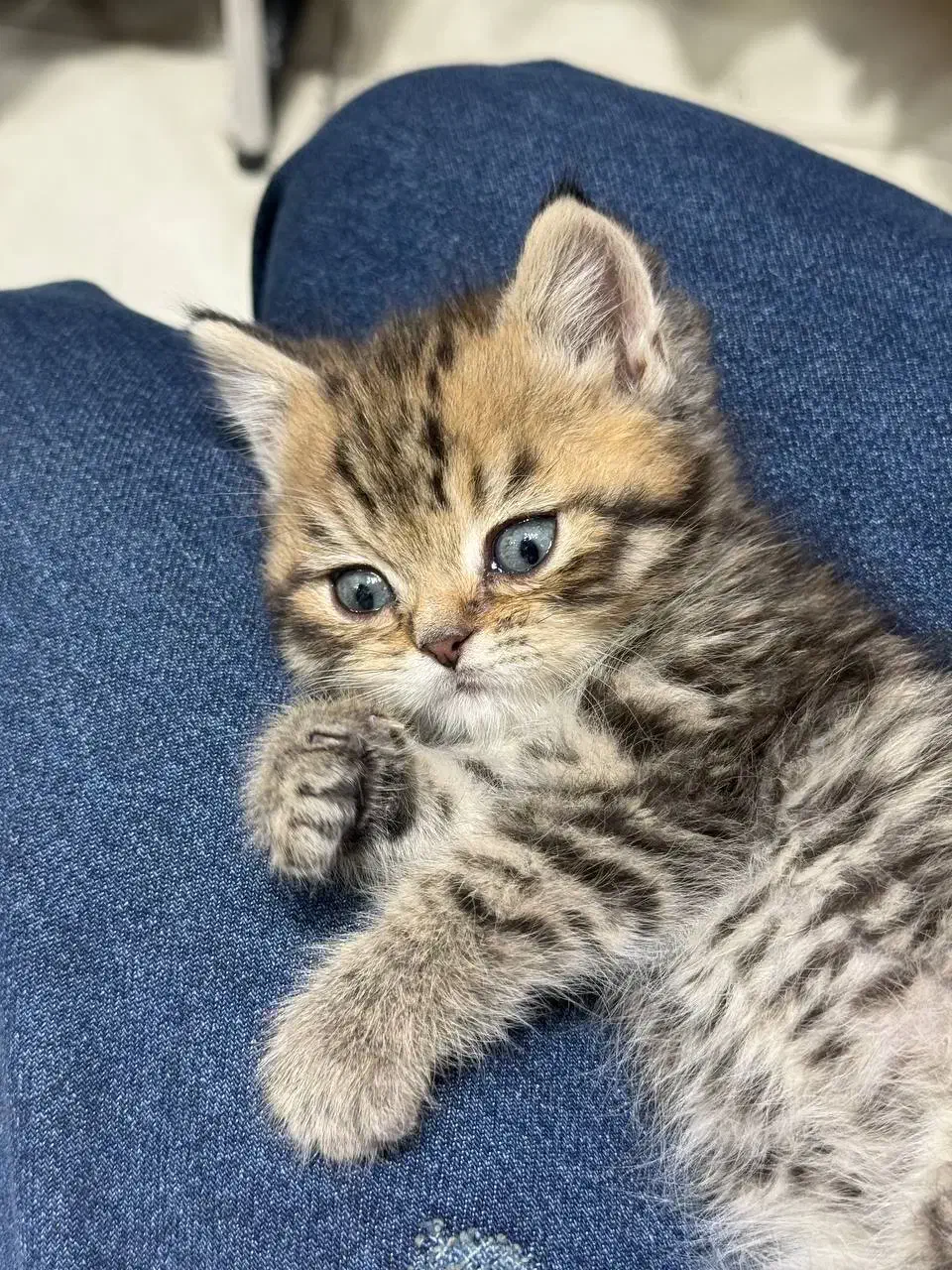 گربه بریتیش دوماه پرشین اسکاتیش|گربه|تبریز, |دیوار