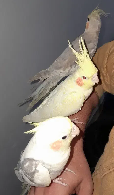 عروس هلندی لوتینو بالغ|پرنده|لاهیجان, امیرشهید|دیوار