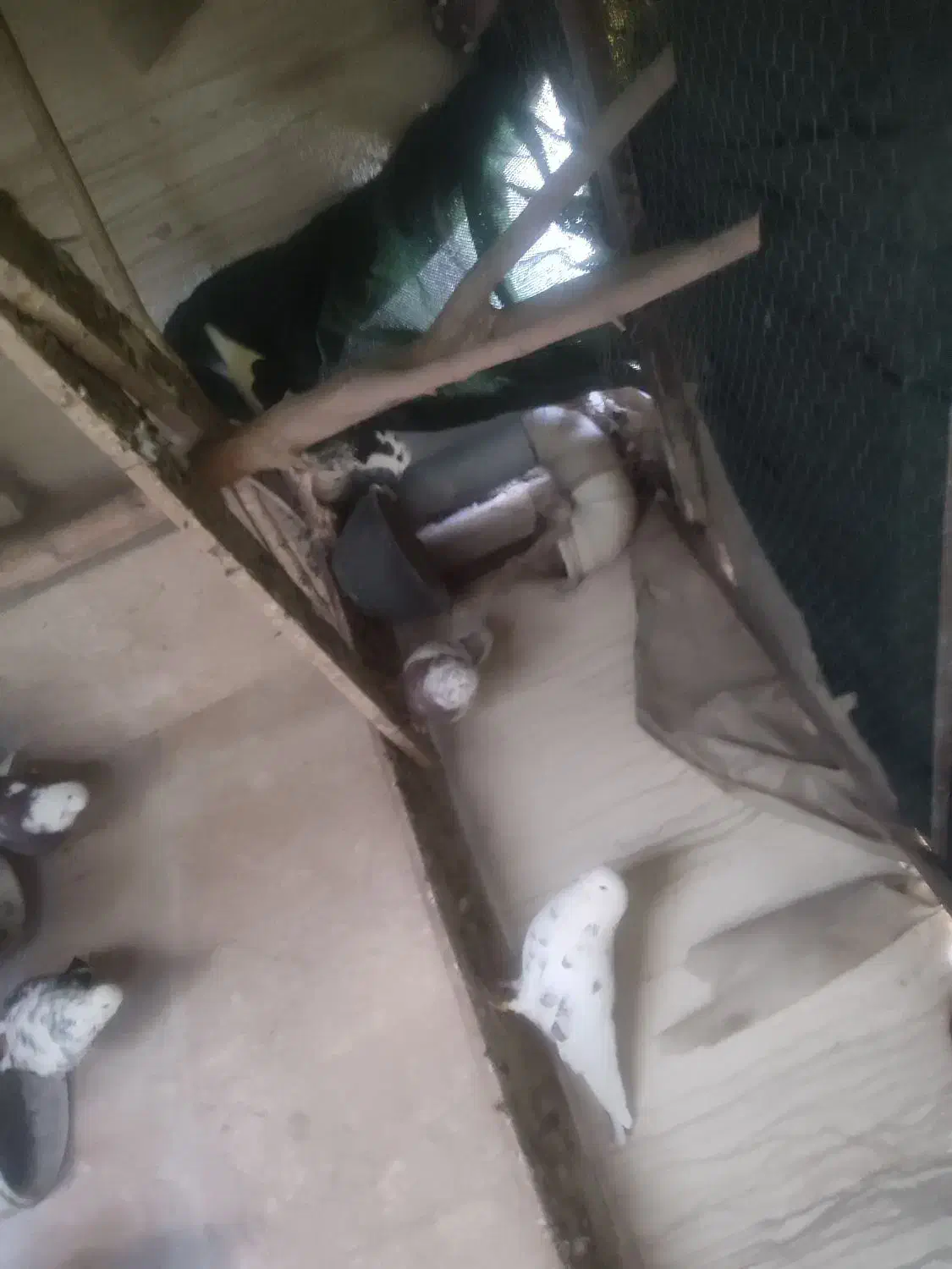 کبوتر پرشی|پرنده|شهریار, رضی آباد پایین|دیوار