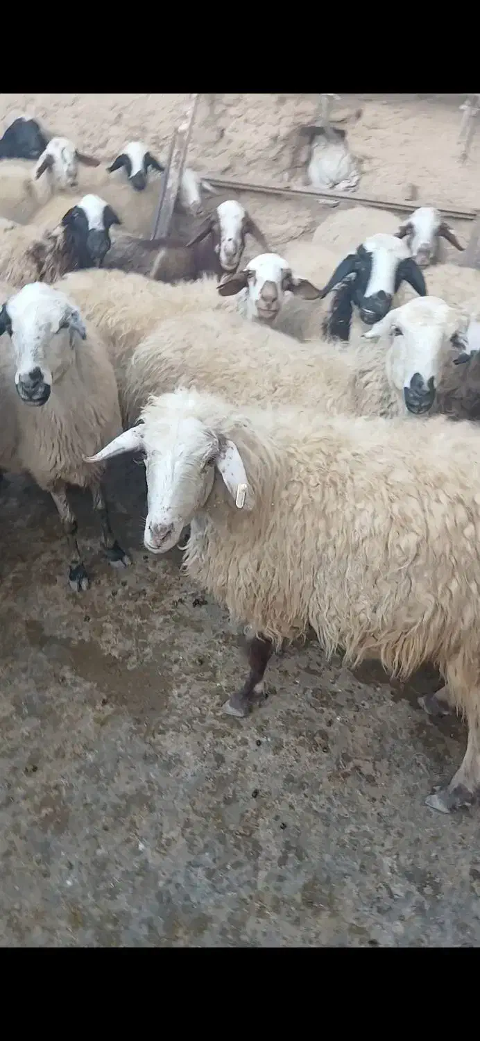 گوسفند|حیوانات مزرعه|سارال, |دیوار