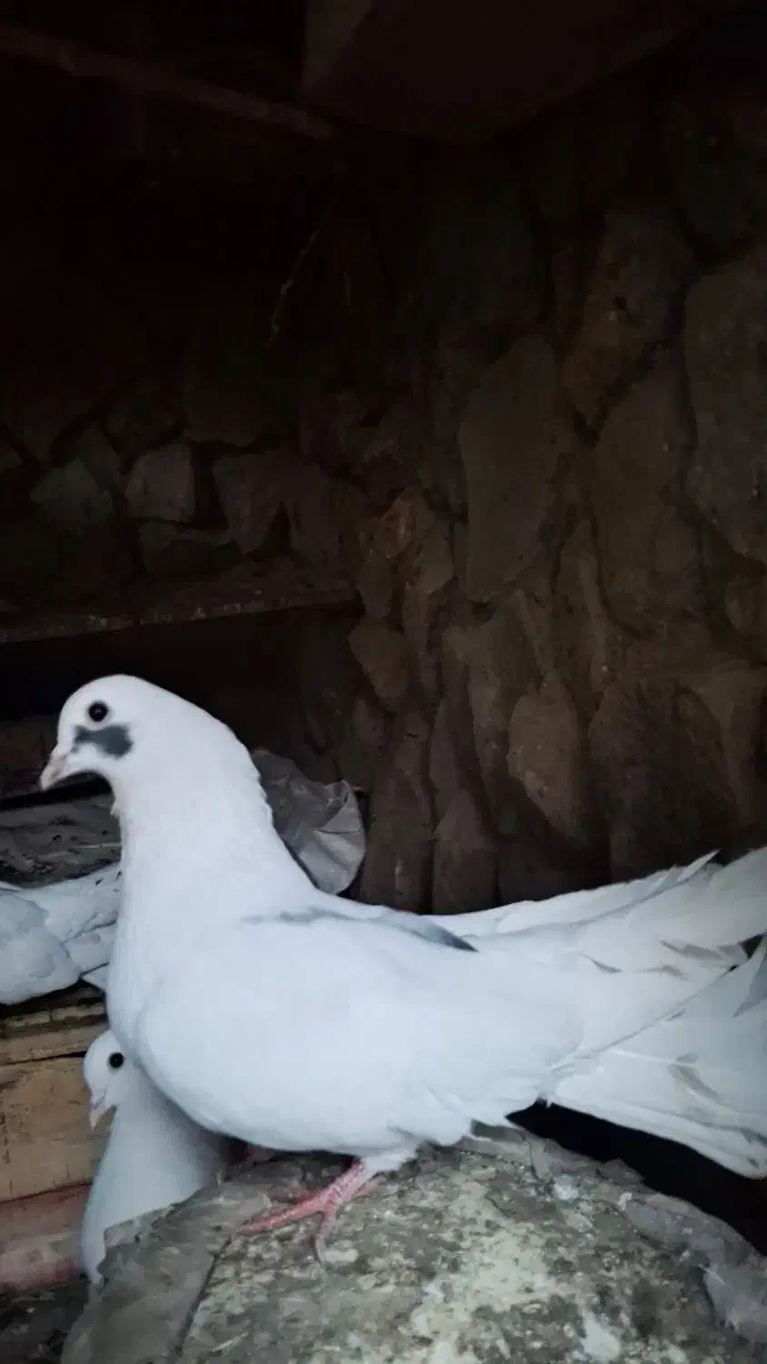 کبوتر|پرنده|سمنان, |دیوار