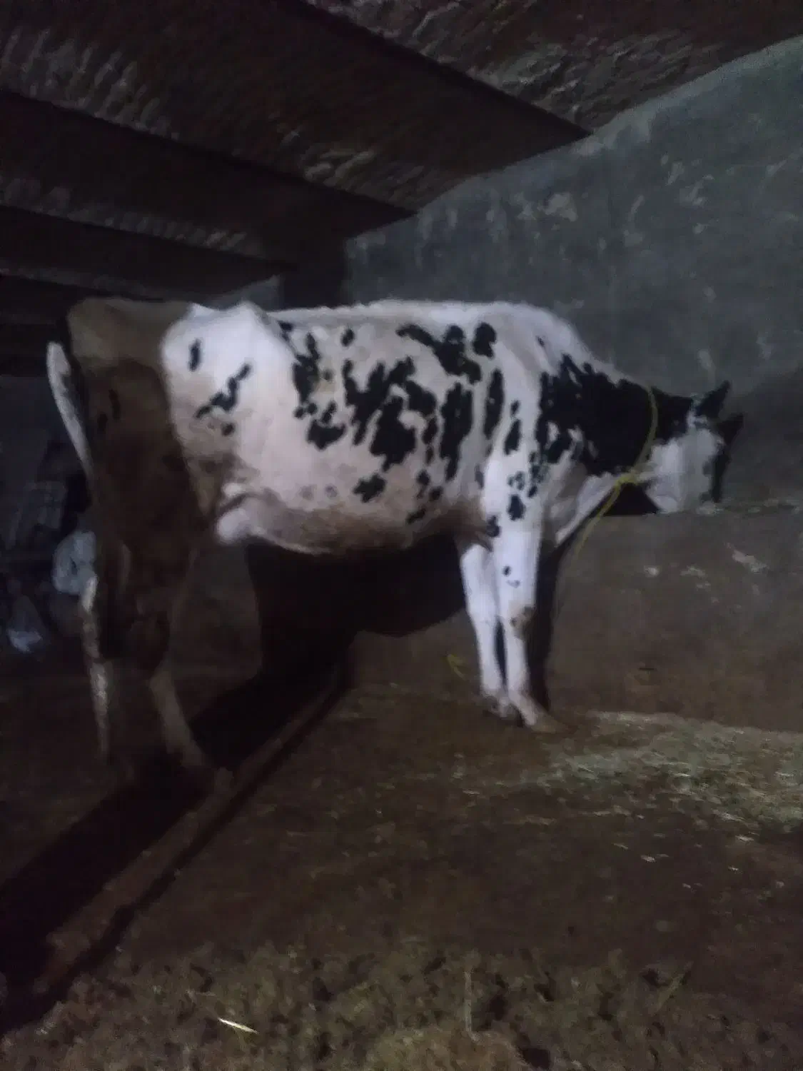 تلیسه آبستن گاوشیری|حیوانات مزرعه|صحنه, |دیوار