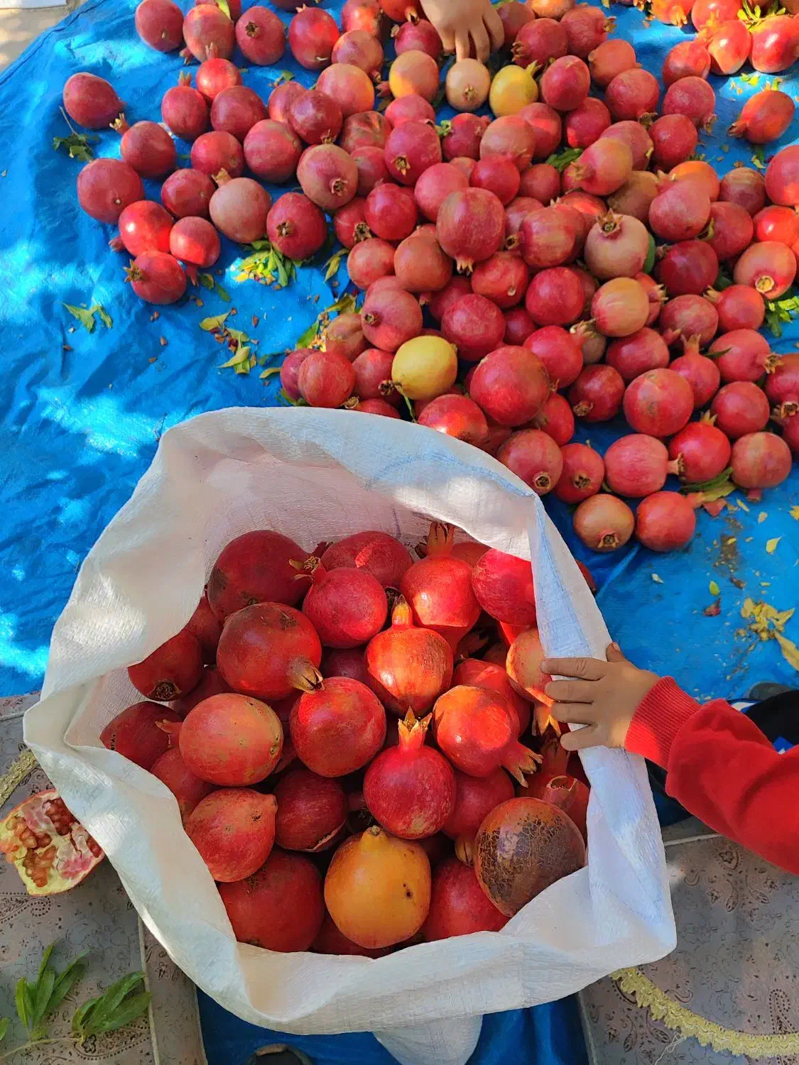 انار ربی|حراج|مهریز, |دیوار