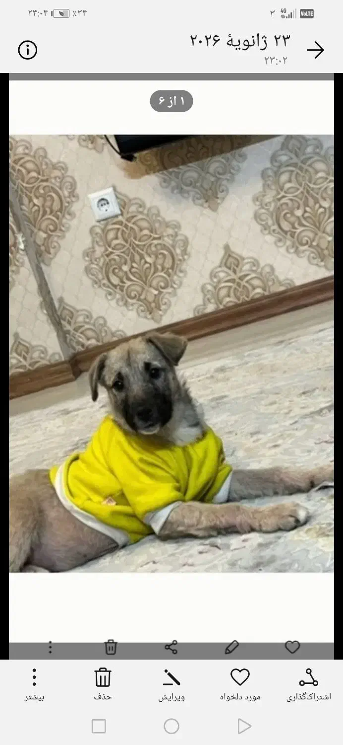 سگ رایگان|سگ|مشهد, دانشجو|دیوار