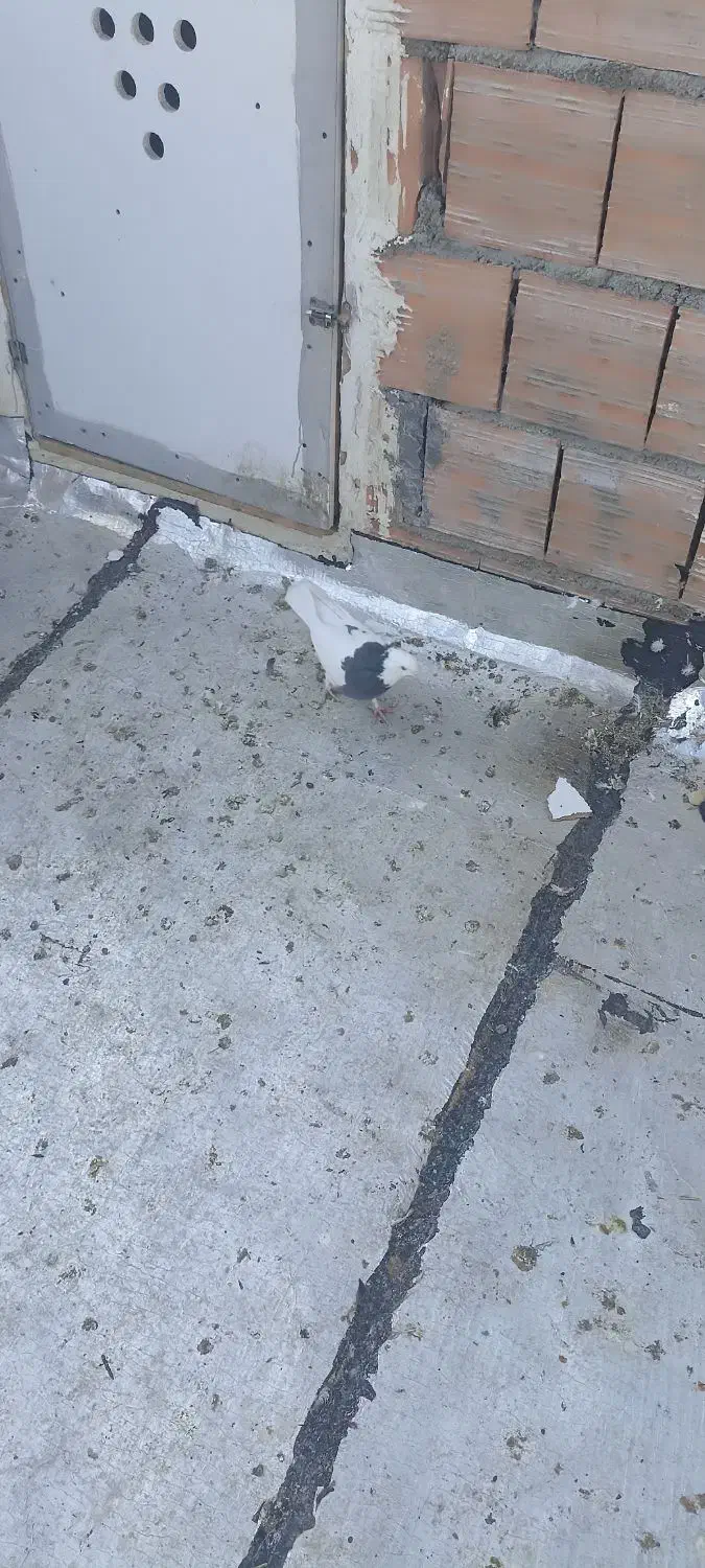 صید دیروز یه طوقی سیاه با یه سیاه جوجه سینه|پرنده|بجنورد, |دیوار