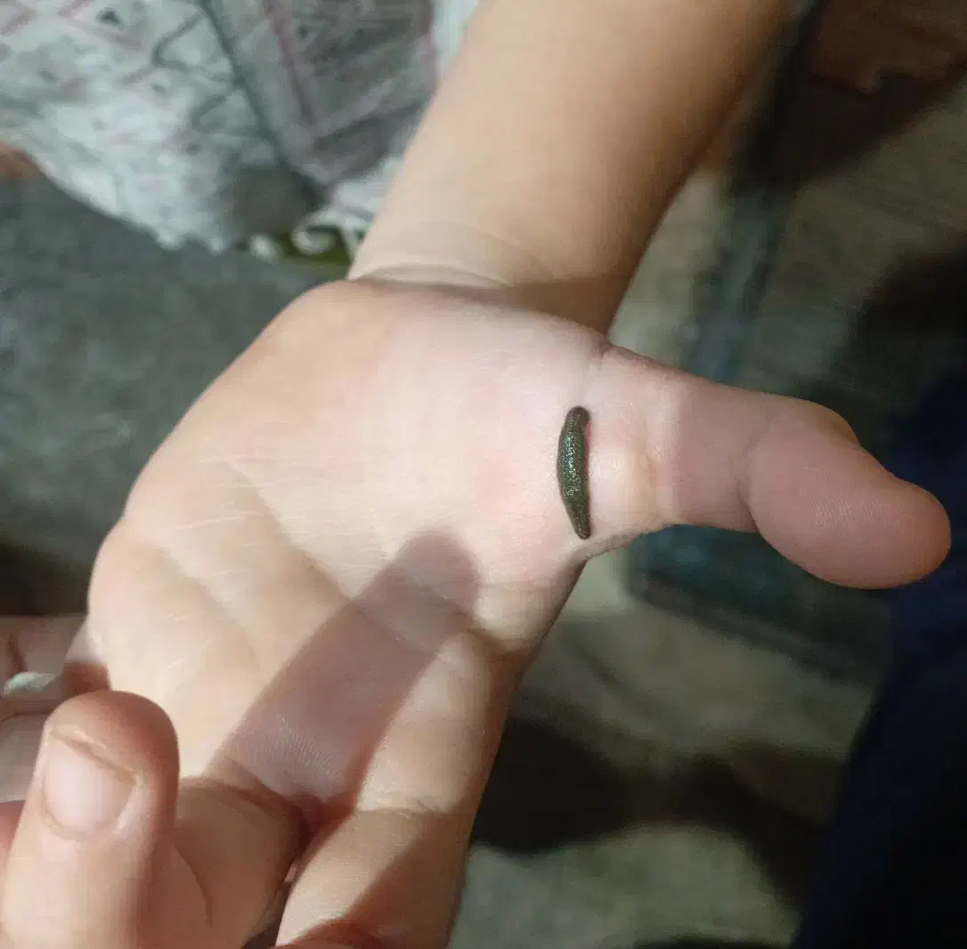 زالو|خزنده|زنجان, |دیوار