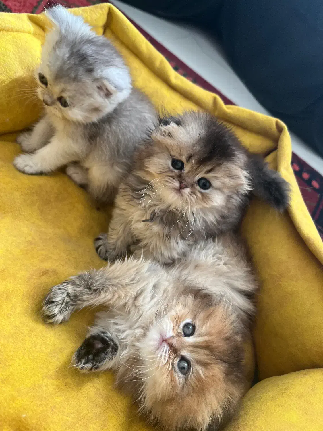 گربه|گربه|گرمدره, |دیوار