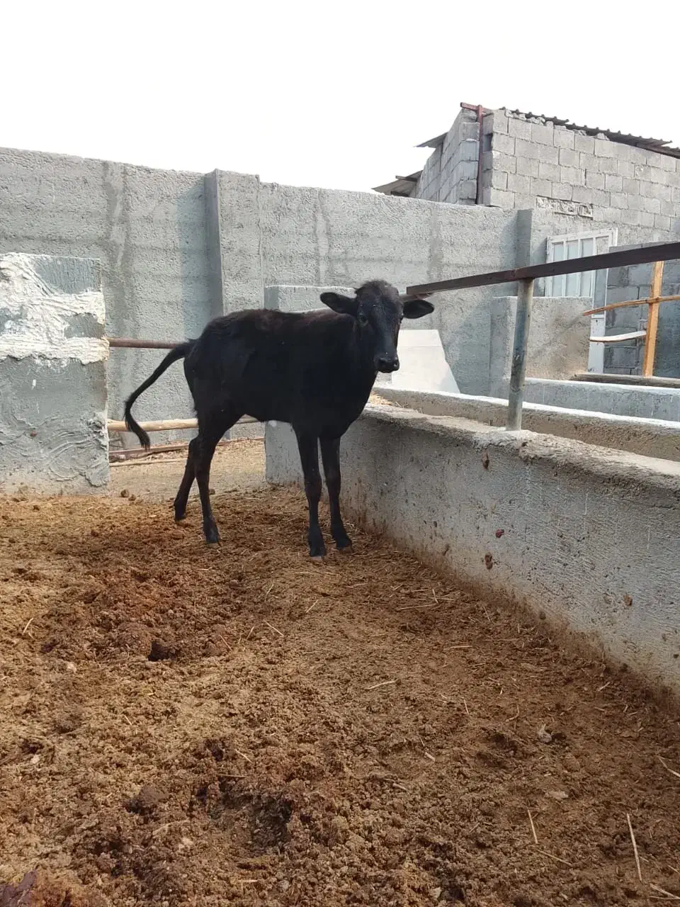 گوساله ماده با دوتا میش|حیوانات مزرعه|عسلویه, |دیوار