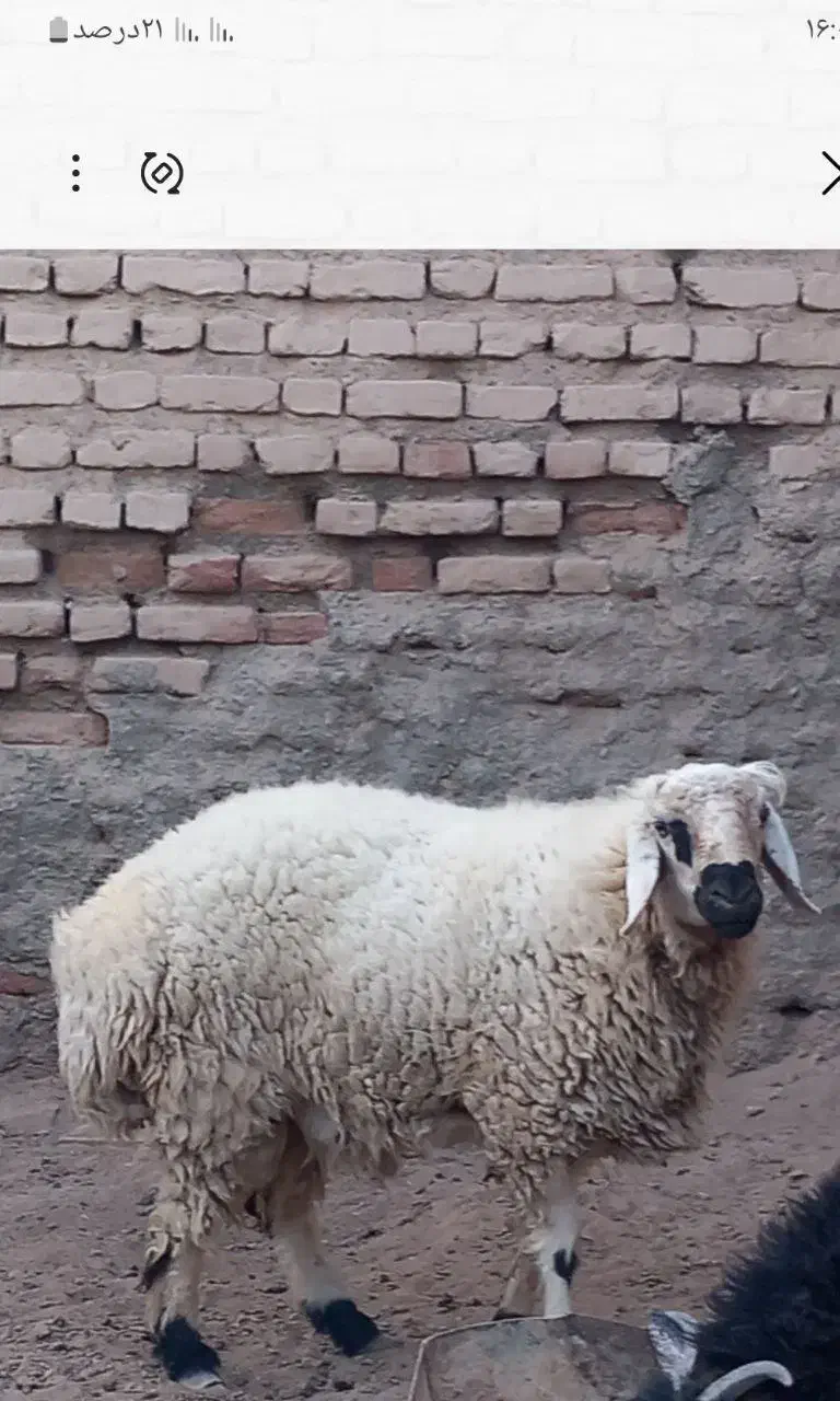 گوسفند نر فروشی|حیوانات مزرعه|نهبندان, |دیوار