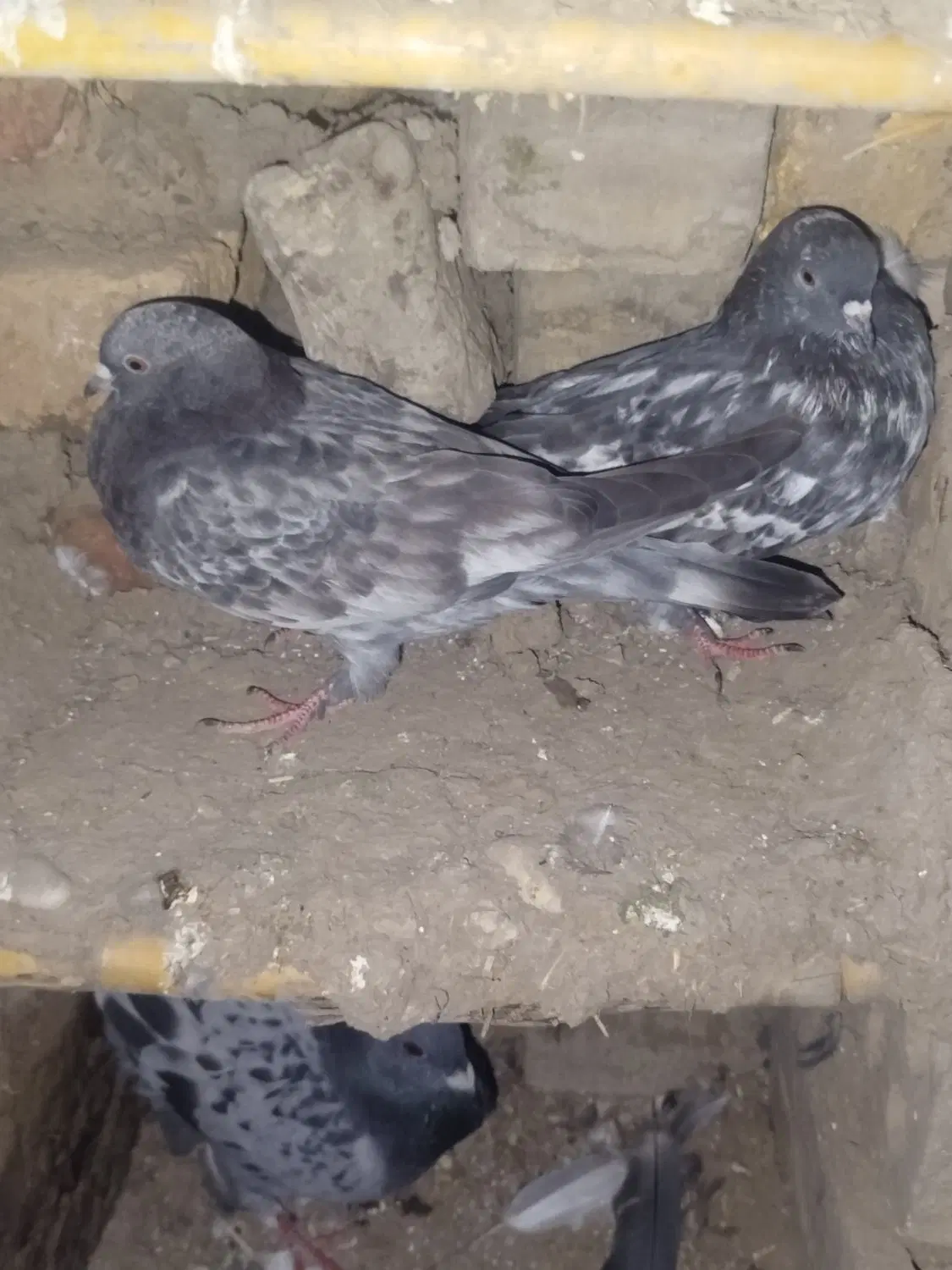 ۳۰۰|پرنده|کلاله, |دیوار