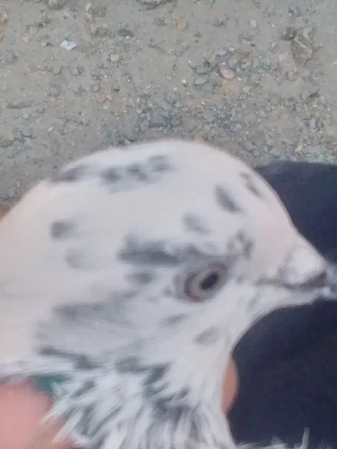 کفتر پرشی 200هزار|پرنده|ایرانشهر, |دیوار