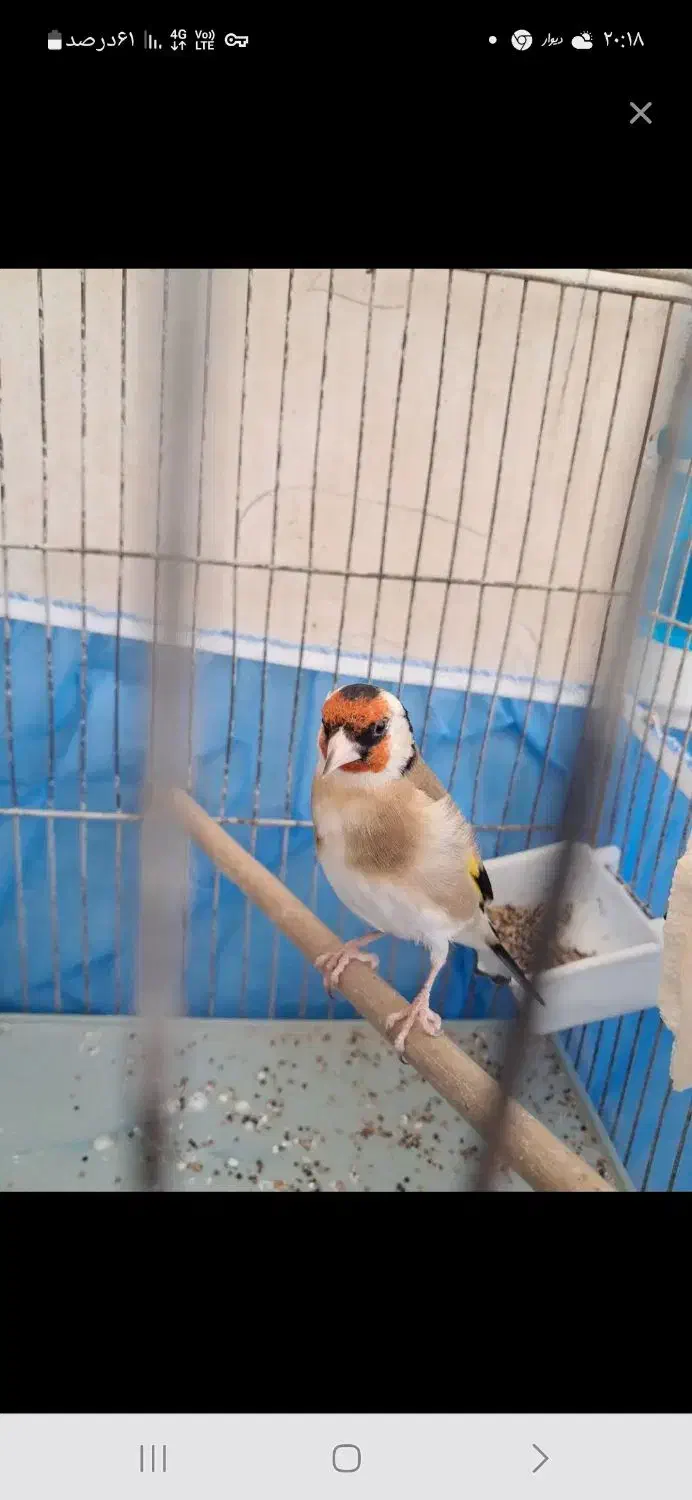 سهره جوجه قفس نر معاوضه با ی جفت قناری|پرنده|قزوین, |دیوار