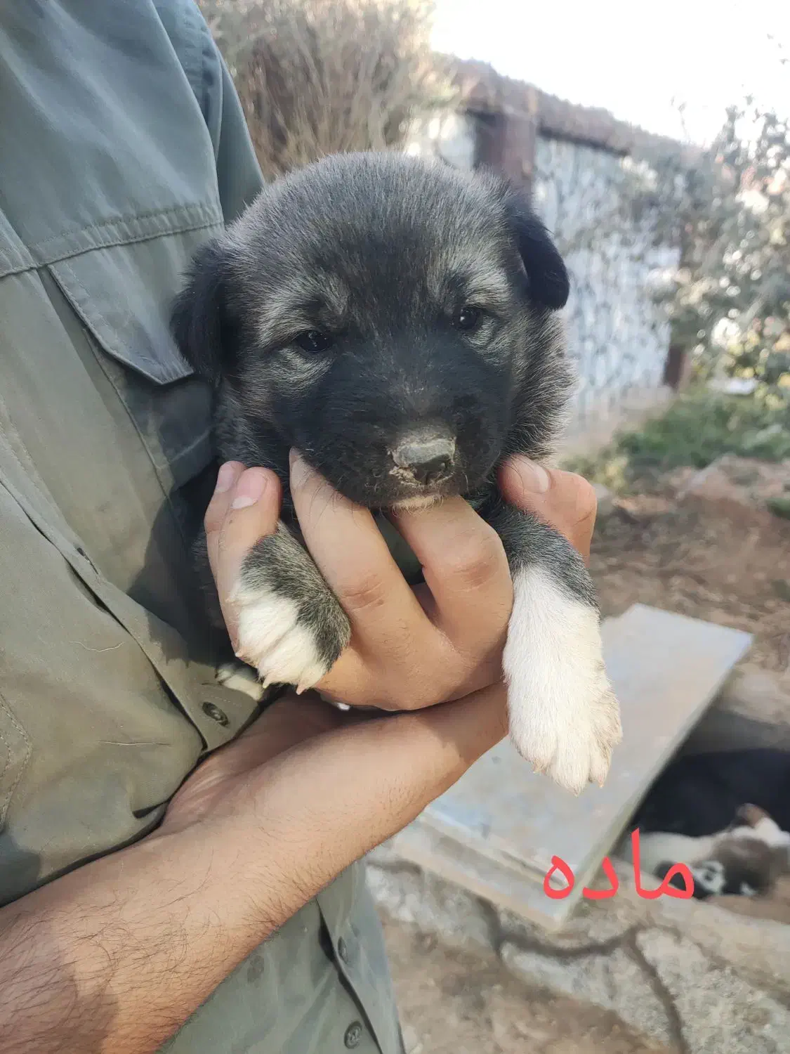 توله سگ نژاد ترکیبی سگگرگی فقط 1تومان|سگ|شیراز, فرودگاه شهید دستغیب شیراز|دیوار
