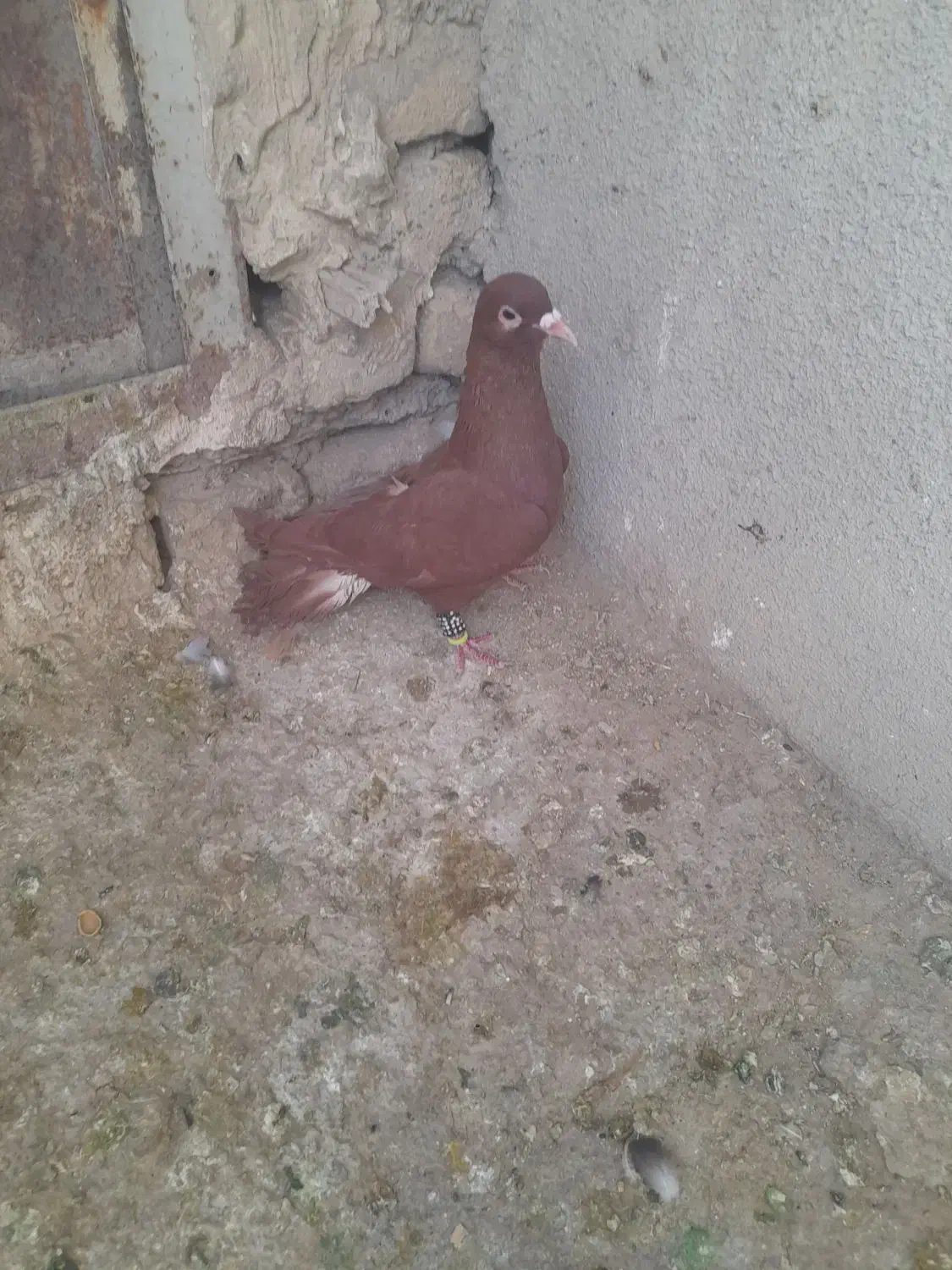 نر سرخ کرمونی|پرنده|تربت‌حیدریه, بالا ولایت|دیوار