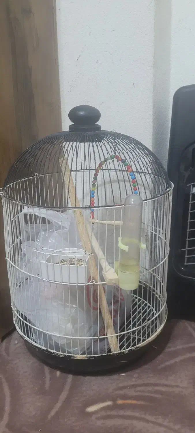 عروس هلندی نروماده|پرنده|صدرا-فارس, فاز ۲|دیوار