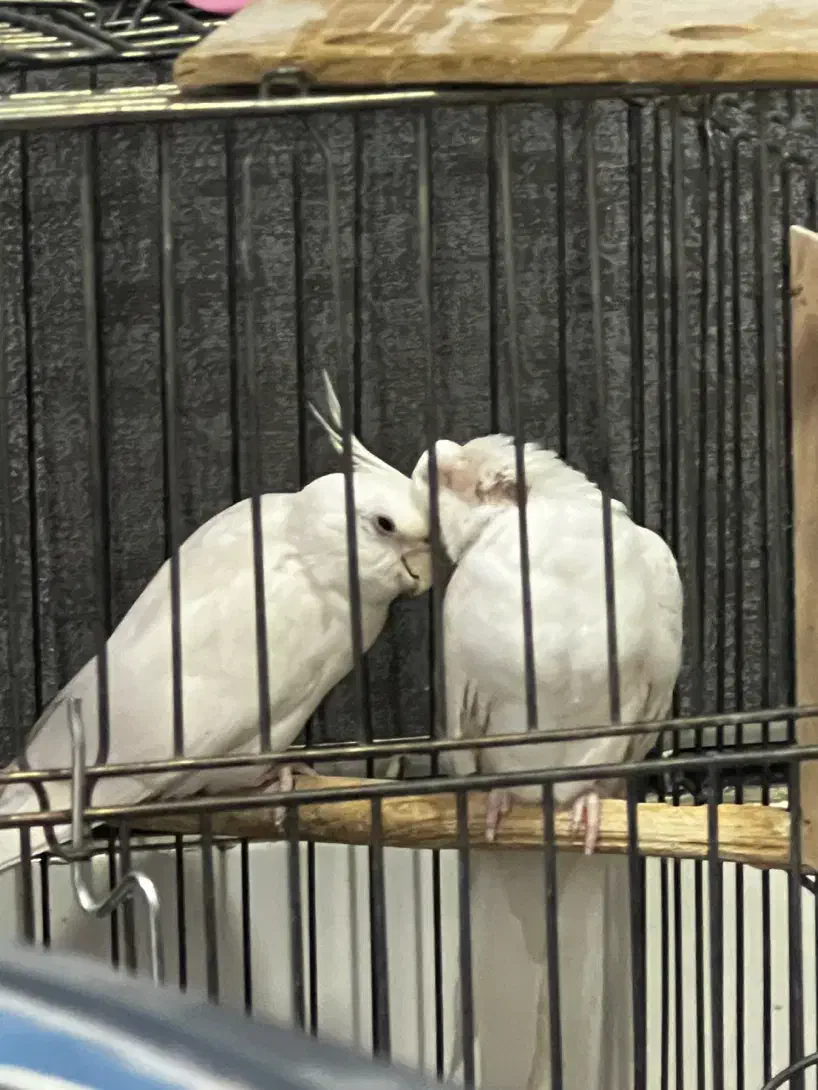 عروس هلندی البینو جفت با تخم|پرنده|نسیمشهر, |دیوار