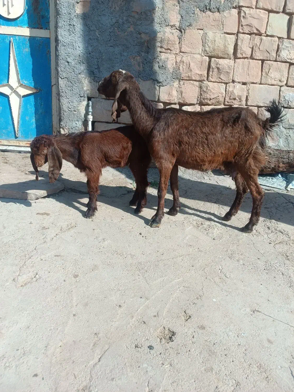 بزنژدی|حیوانات مزرعه|مسجد سلیمان, |دیوار