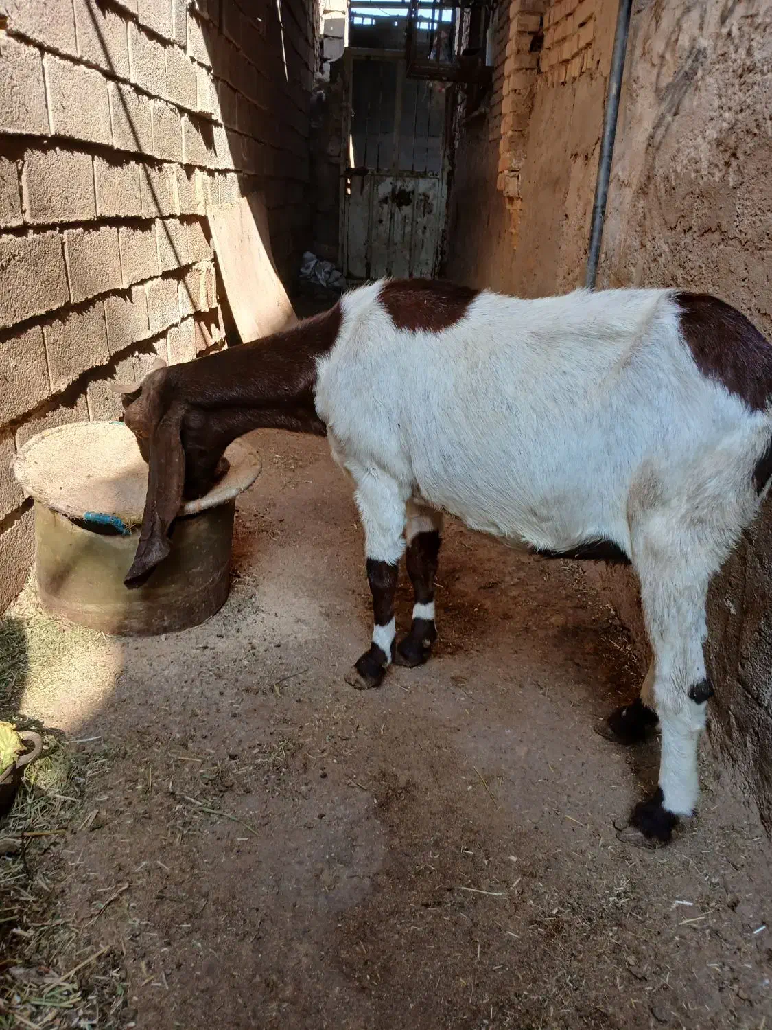 کارون|حیوانات مزرعه|کارون, |دیوار