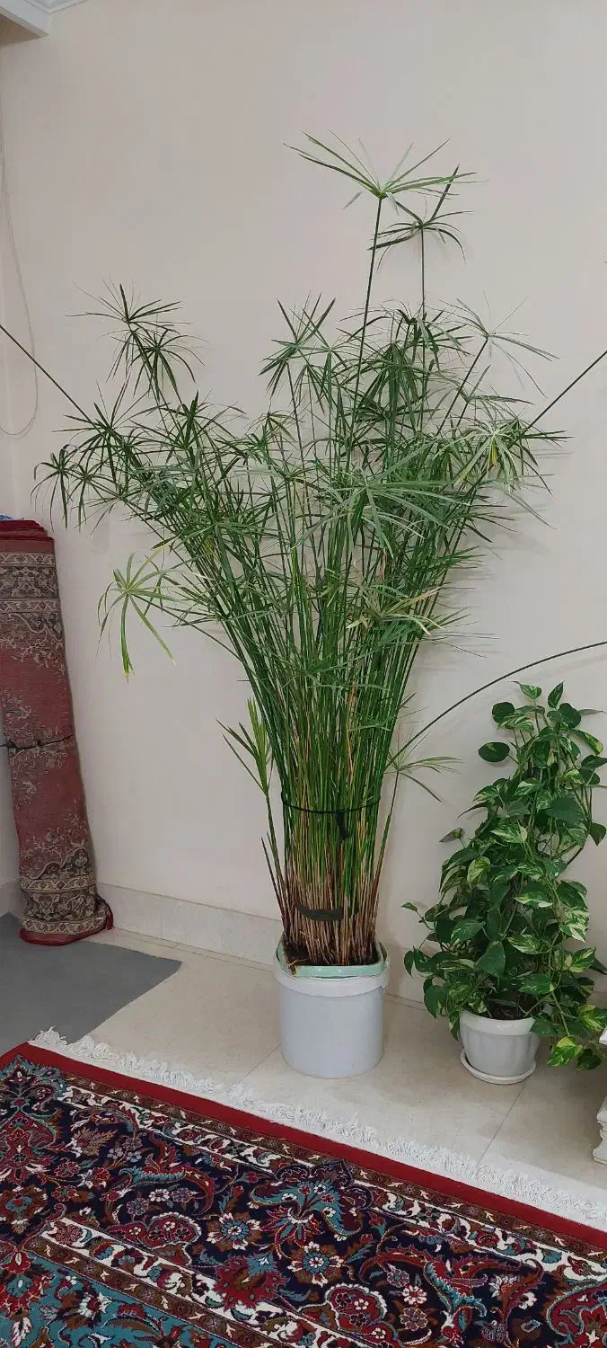 نخل مرداب|گل و گیاه طبیعی|گلبهار, شهر جدید گلبهار|دیوار