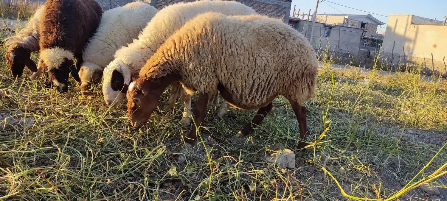 میش|حیوانات مزرعه|گیلان غرب, |دیوار