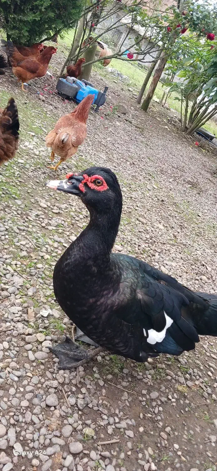 اردک اسرائیلی نر|حیوانات مزرعه|سنگر, |دیوار