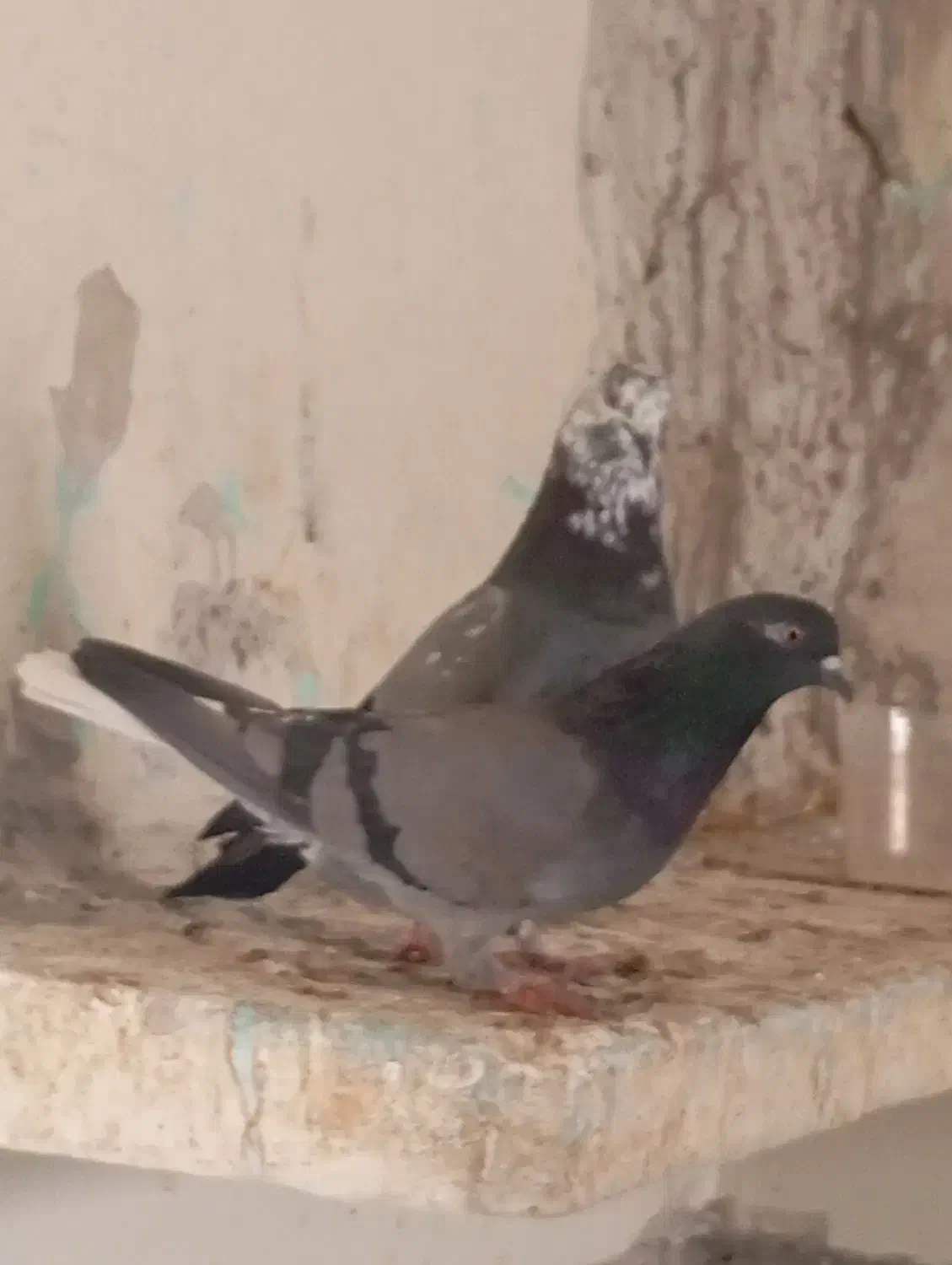 سه جفت کبوتر پرشی|پرنده|مزرعه کتول, |دیوار