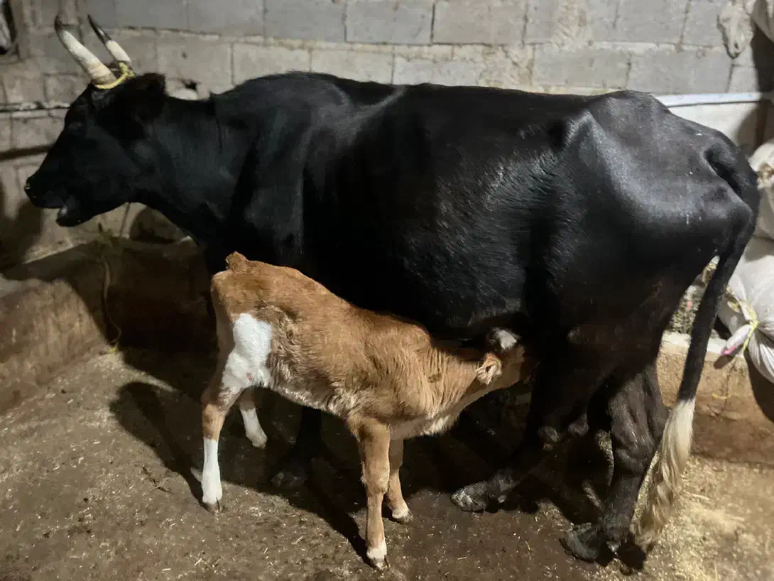 گاو|حیوانات مزرعه|نوشهر, |دیوار