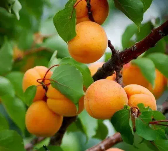 پیشفروش نهال زردآلو پرتقالی لیبل دار|خدمات باغبانی و درختکاری|آسارا, |دیوار