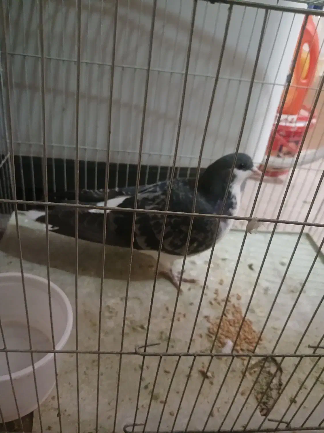 فروش کبوتر|پرنده|برخوار, |دیوار