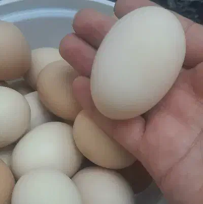 تخم مرغ محلی وارگانیک|خوردنی و آشامیدنی|زنجان, |دیوار