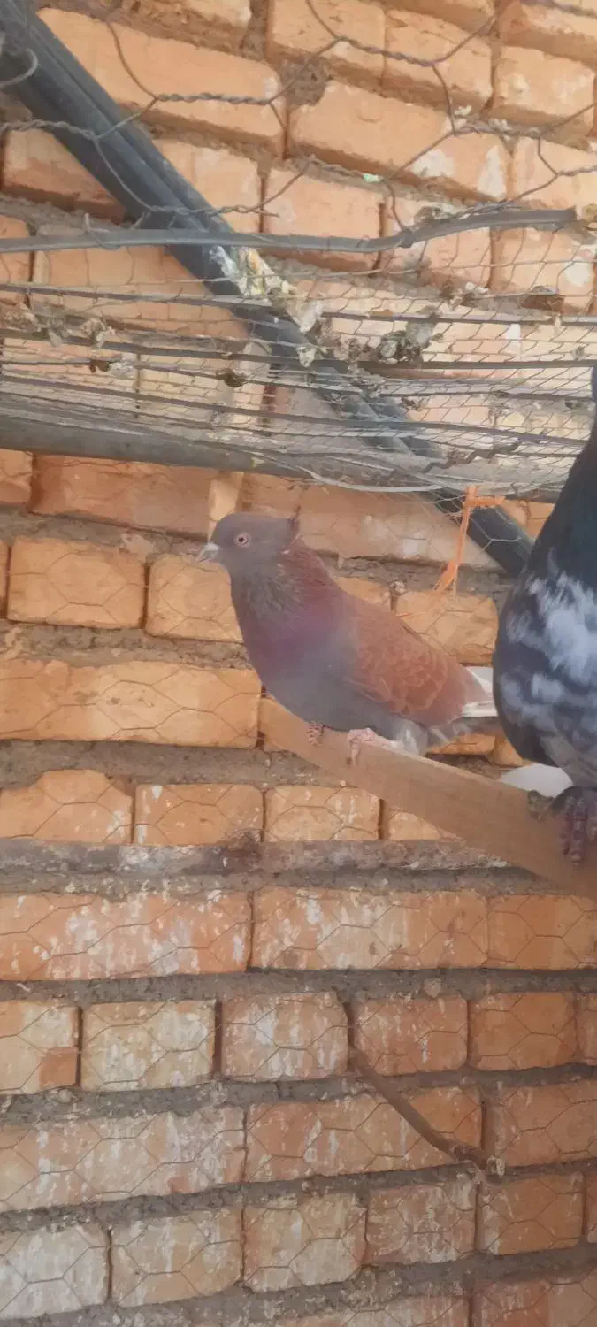 پرشی|پرنده|لالجین, |دیوار