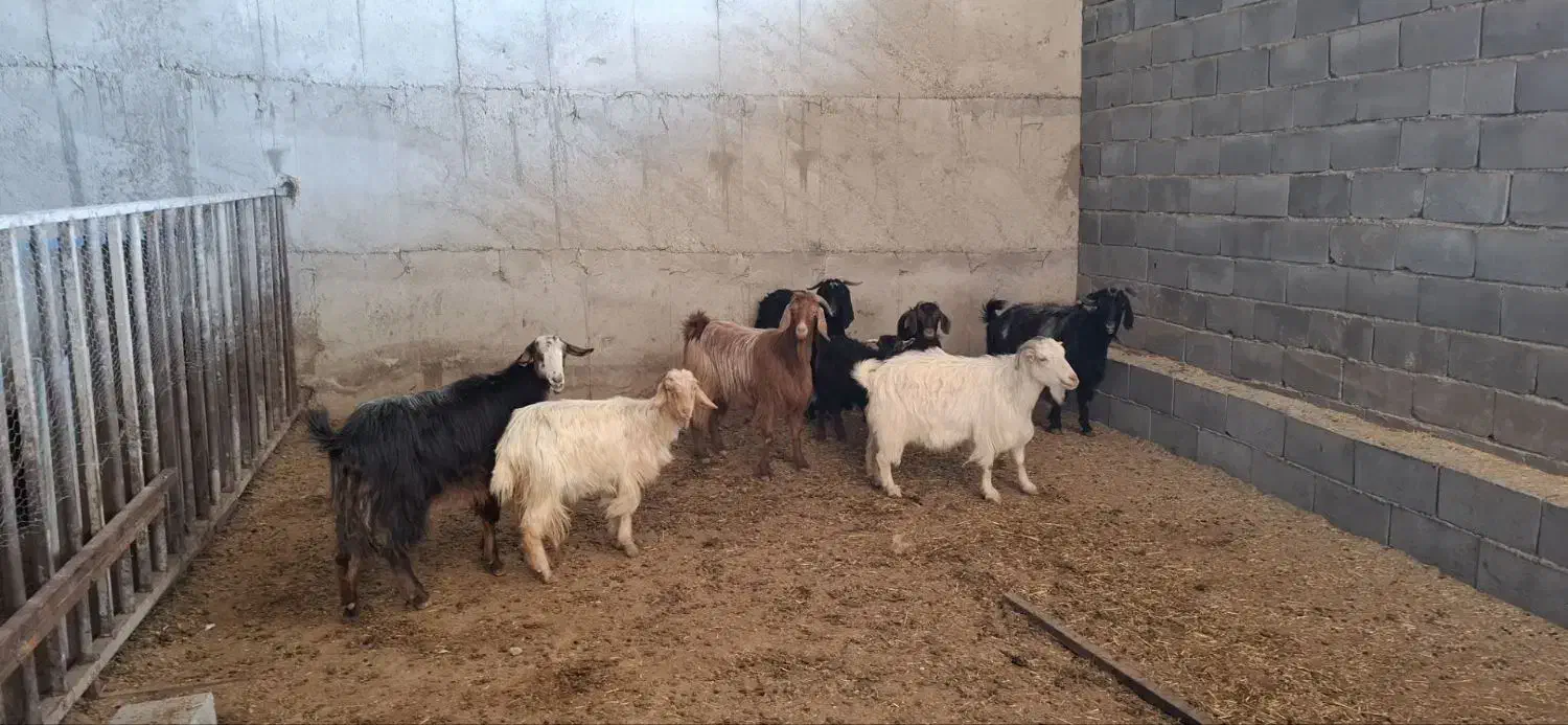 بز بزغاله|حیوانات مزرعه|کرمانشاه, |دیوار