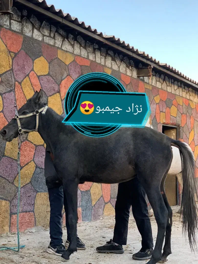 اسب ناز|اسب و تجهیزات اسبسواری|نیشابور, فضل|دیوار