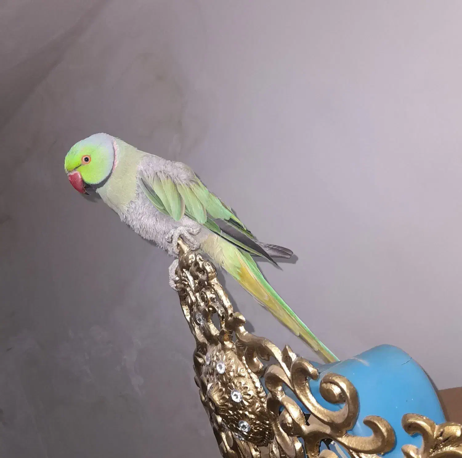 طوطی ملنگو|پرنده|یاسوج, |دیوار