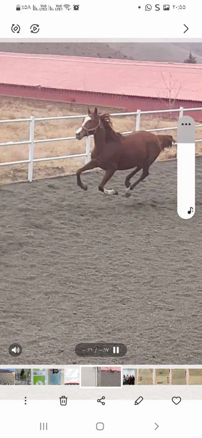 مادیون تروبرد ۱۰۰ ۶ساله|اسب و تجهیزات اسبسواری|کرج, گوهردشت|دیوار